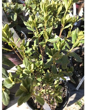 Azalea, Rhododendron 'Delaware Valley White' (White) 3G