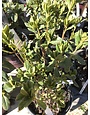 Azalea Delaware Valley 'White' 3 Gal
