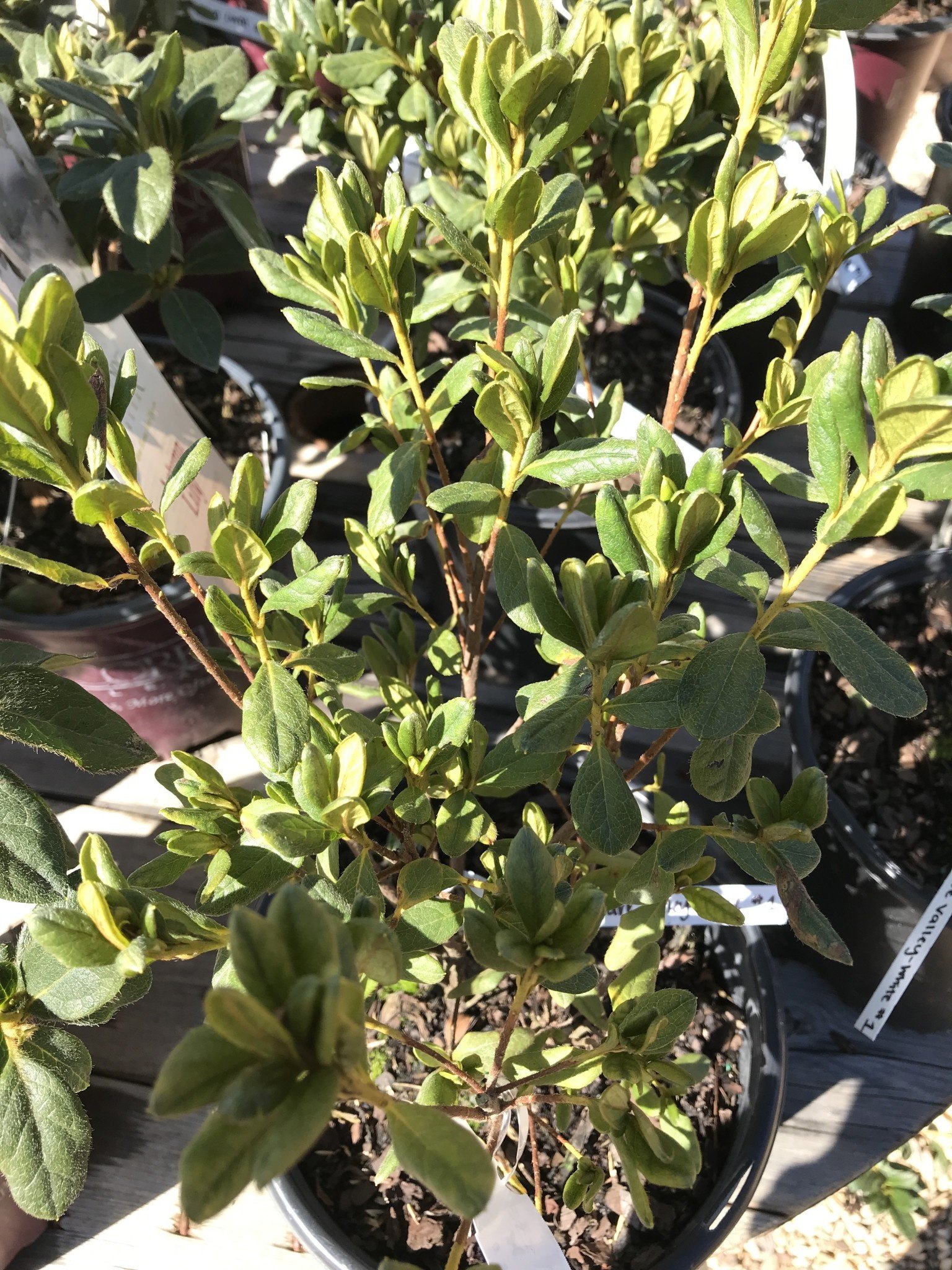 Azalea, Rhododendron 'Delaware Valley White' (White) 3G