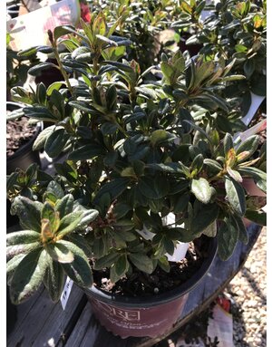 Azalea, Rhododendron 'Conled'Encore® Autumn Coral® (Coral) 1G