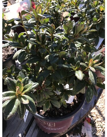 Azalea, Rhododendron 'Conled'Encore® Autumn Coral® (Coral) 1G