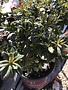 Azalea, Rhododendron 'Conled'Encore® Autumn Coral® (Coral) 1G