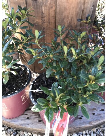 Azalea, Rhododendron 'Conleb' Encore® Autumn Embers® (Orange-Red) 1G