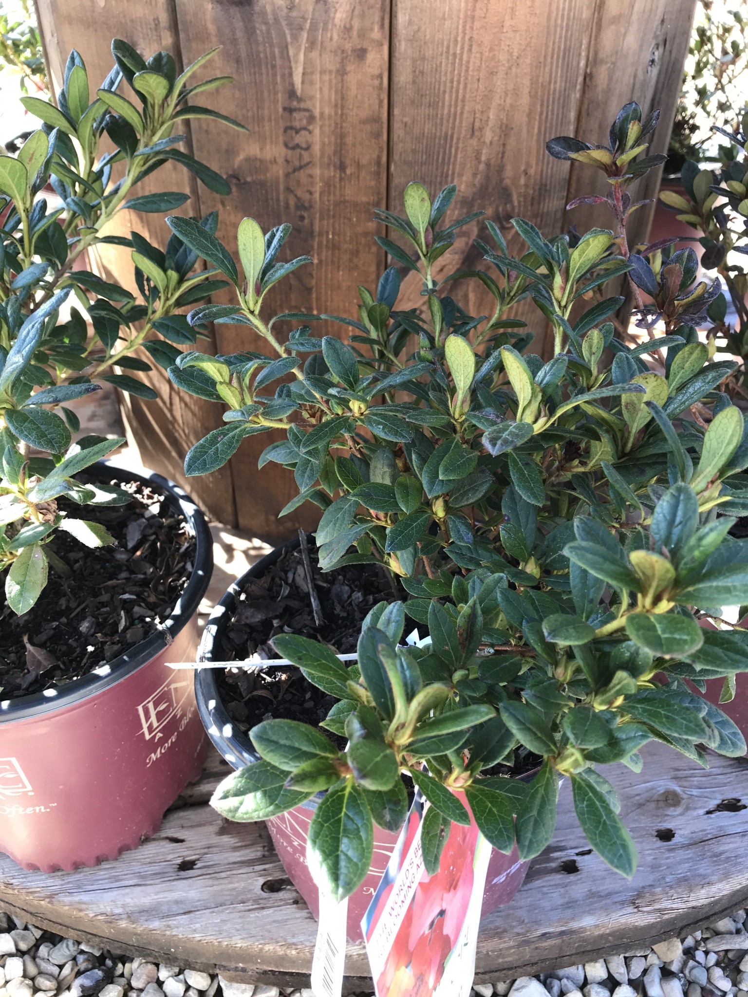 Azalea, Rhododendron 'Conleb' Encore® Autumn Embers® (Orange-Red) 1G