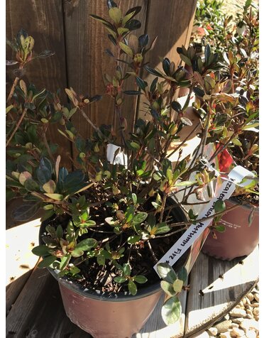 Azalea, Rhododendron 'Roblez' Encore® Autumn Fire® (Red) 1G