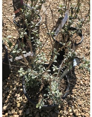 Butterfly Bush, Buddleia x 'Boscranz' CranRazz™ 3G