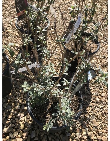 Butterfly Bush, Buddleia x 'Boscranz' CranRazz™ 3G