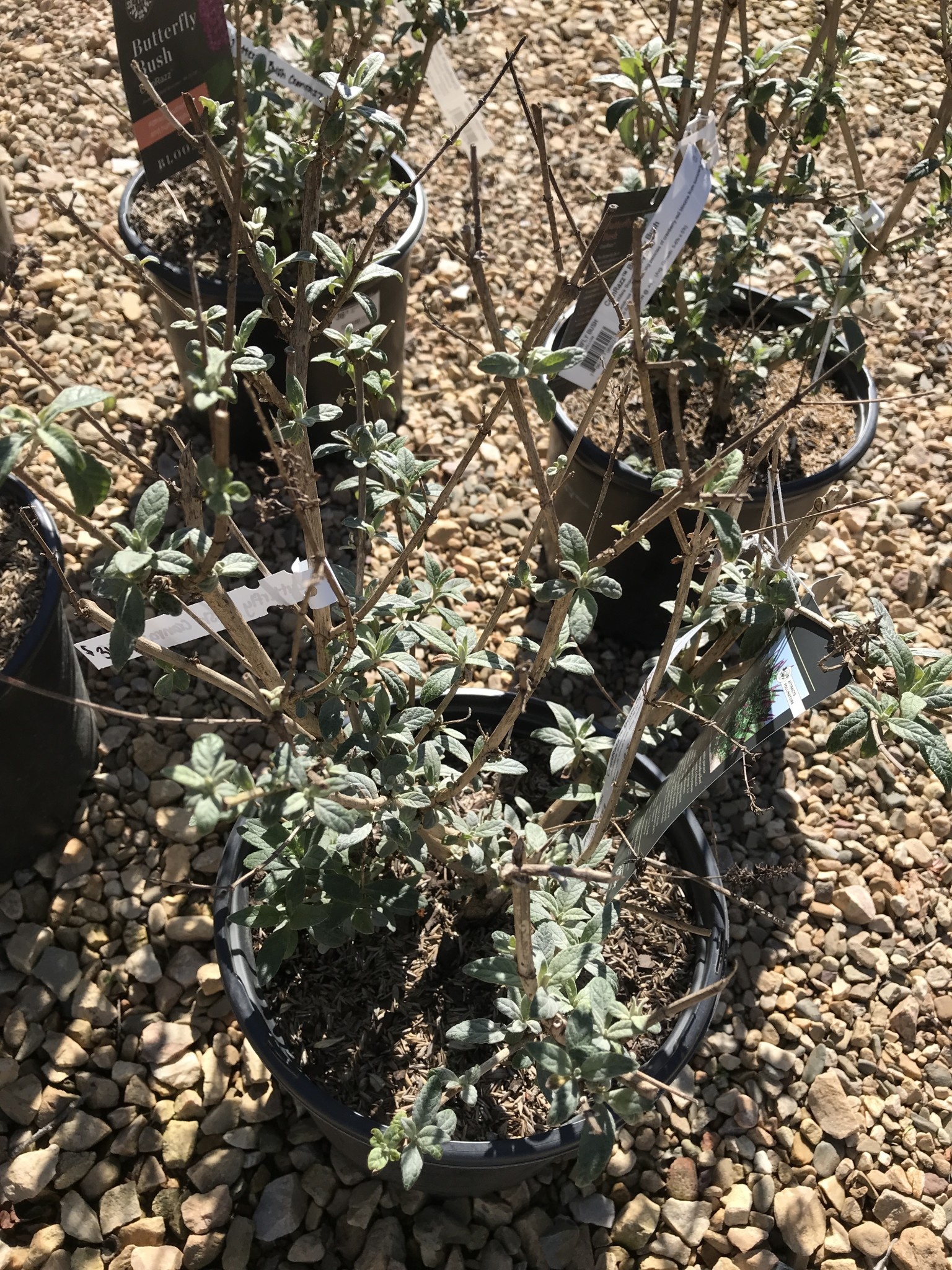 Butterfly Bush Cranrazz 3 GAL