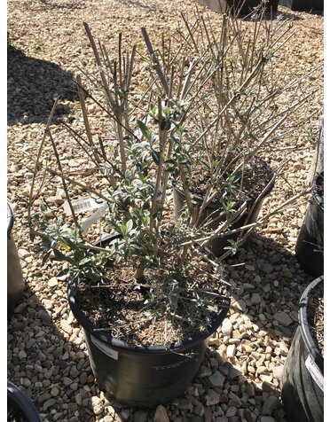 Butterfly Bush Nanho Blue 3 GAL