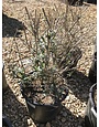 Butterfly Bush Nanho Blue 3 GAL