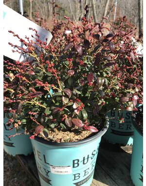 Blueberry, Vaccinium corymbosum 'ZF08-095' Bushel and Berry® BerryBux® 2G