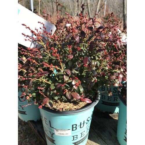 Blueberry, Vaccinium corymbosum 'ZF08-095' Bushel and BerryÂ® BerryBuxÂ® 2G