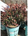 Blueberry, Vaccinium corymbosum 'ZF08-095' Bushel and Berry® BerryBux® 2G