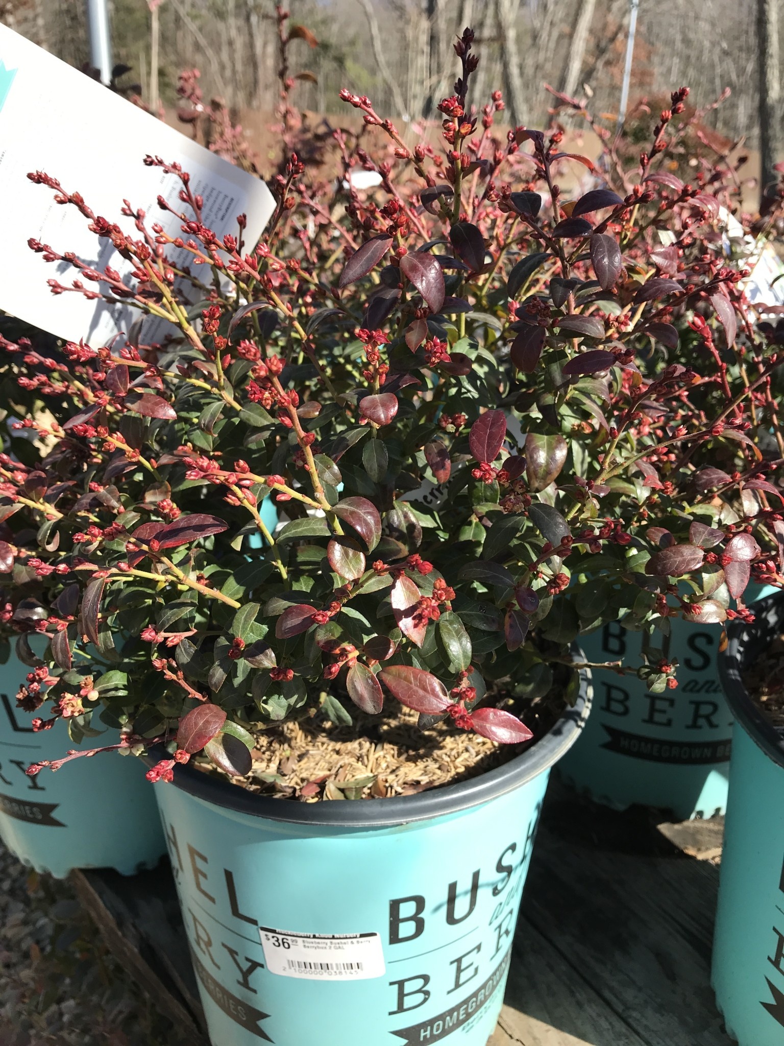 Blueberry, Vaccinium corymbosum 'ZF08-095' Bushel and Berry® BerryBux® 2G