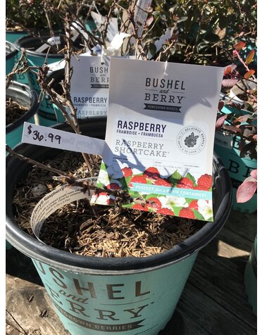 Raspberry, Rubus idaeus 'NR7' Bushel and Berry® Raspberry Shortcake® 2G