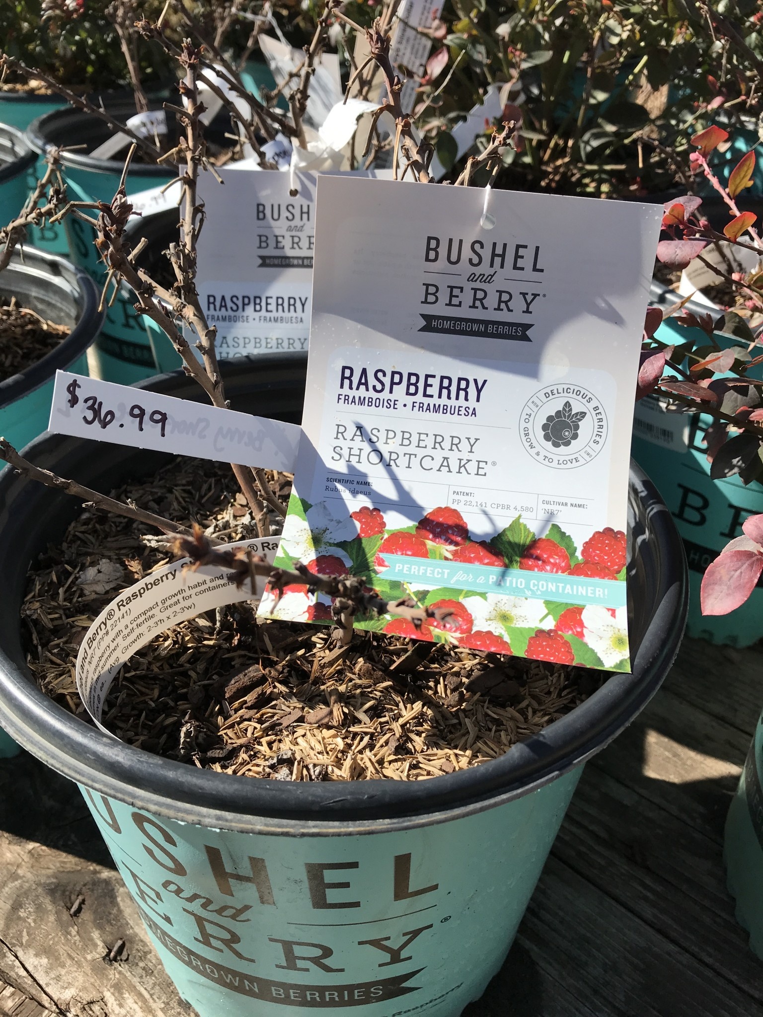 Raspberry Bushel & Berry Shortcake 2 GAL