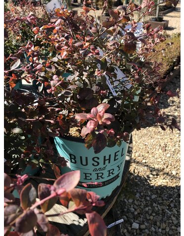 Blueberry, Vaccinium corymbosum 'ZF06-089' Bushel and Berry® Silver Dollar® 2G