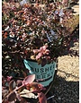 Blueberry, Vaccinium corymbosum 'ZF06-089' Bushel and Berry® Silver Dollar® 2G