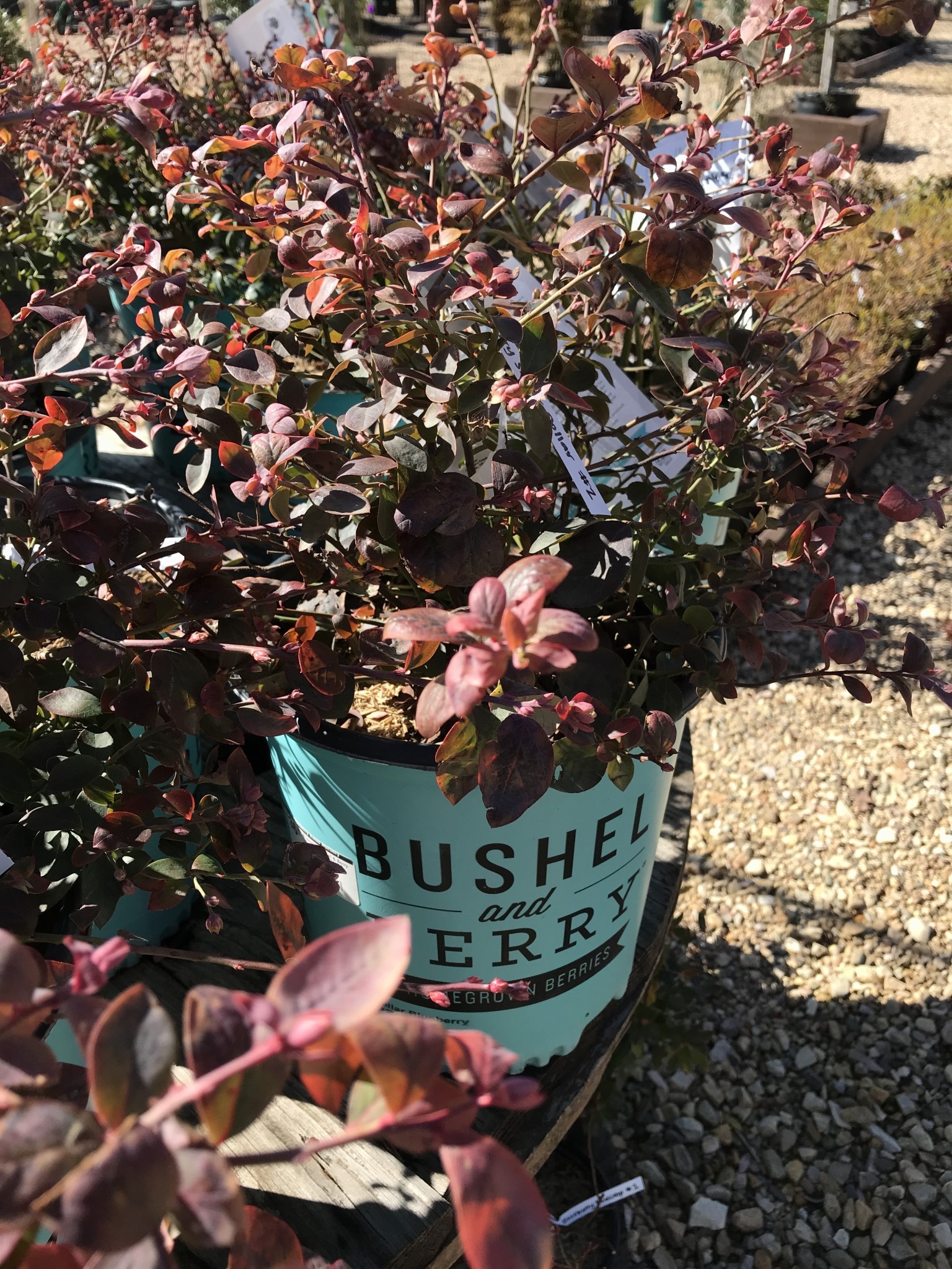 Blueberry, Vaccinium corymbosum 'ZF06-089' Bushel and Berry® Silver Dollar® 2G