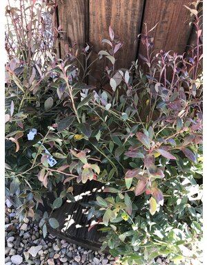 Blueberry, Vaccinium corymbosum 'Sunshine Blue' 1G
