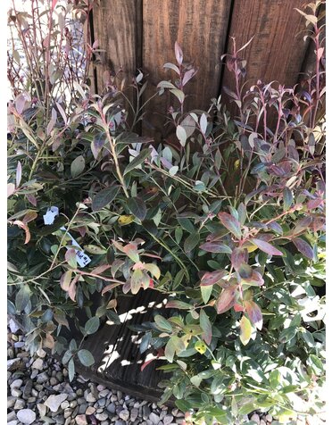 Blueberry, Vaccinium corymbosum 'Sunshine Blue' 1G