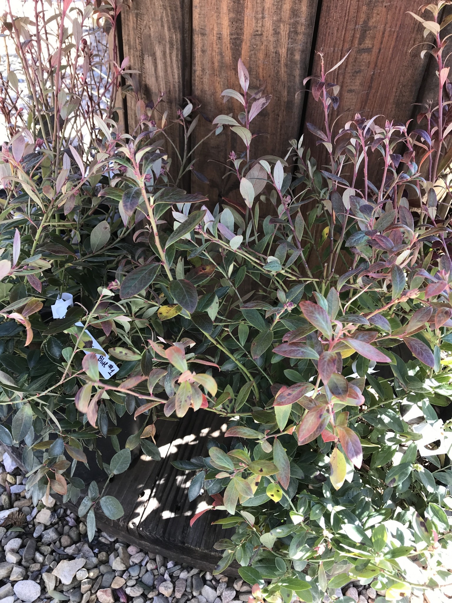 Blueberry, Vaccinium corymbosum 'Sunshine Blue' 1G