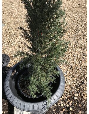 Cypress, Cupressus sempervirens 'Italian Cypress' 5G