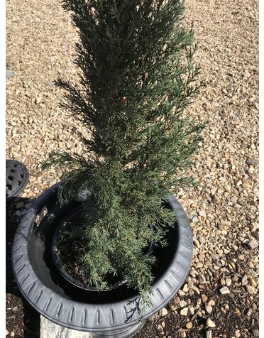 Cypress, Cupressus sempervirens 'Italian Cypress' 5G