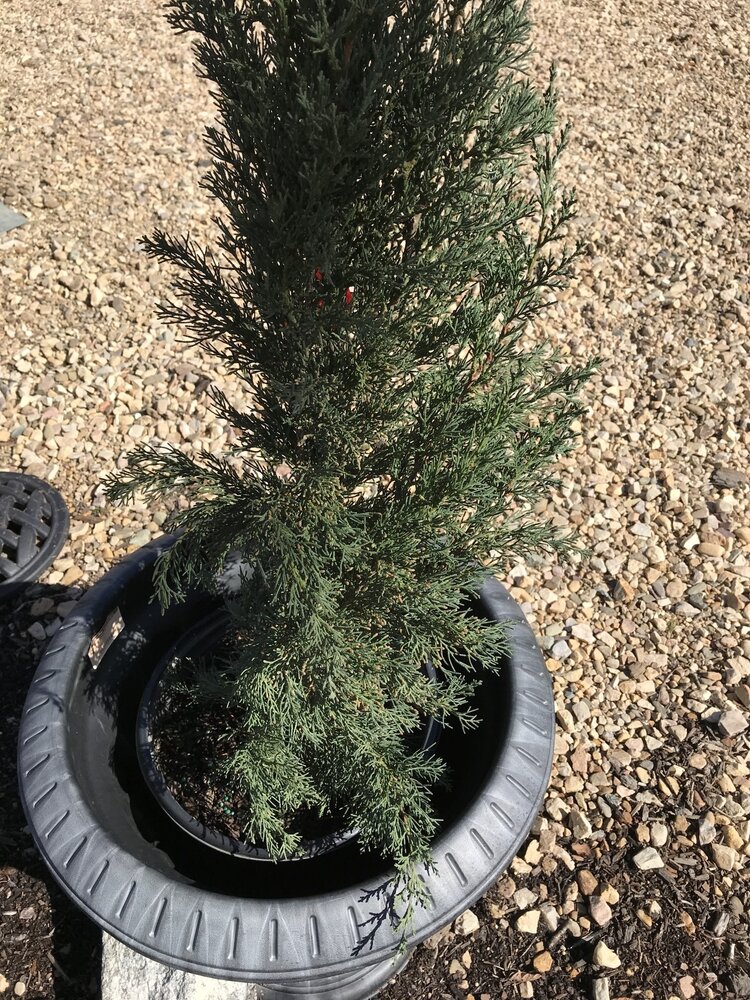 Cypress, Cupressus sempervirens 'Italian Cypress' 5G