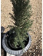 Cypress, Cupressus sempervirens 'Italian Cypress' 5G