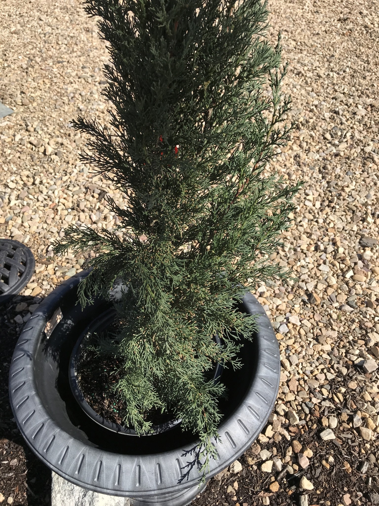 Cypress, Cupressus sempervirens 'Italian Cypress' 5G
