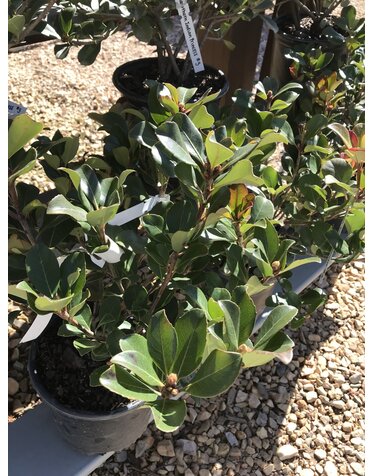 Hawthorn, Rhaphiolepis indica 'Indian Princess' 1G