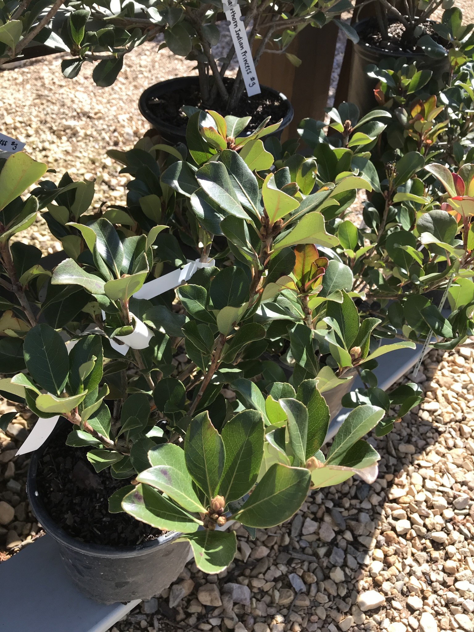 Hawthorn, Rhaphiolepis indica 'Indian Princess' 1G