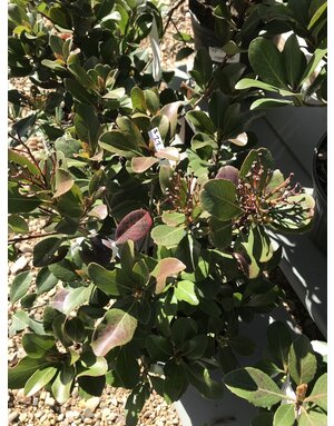 Hawthorn, Rhaphiolepis indica 'Snow White' 1G