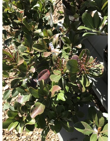 Hawthorn, Rhaphiolepis indica 'Snow White' 1G