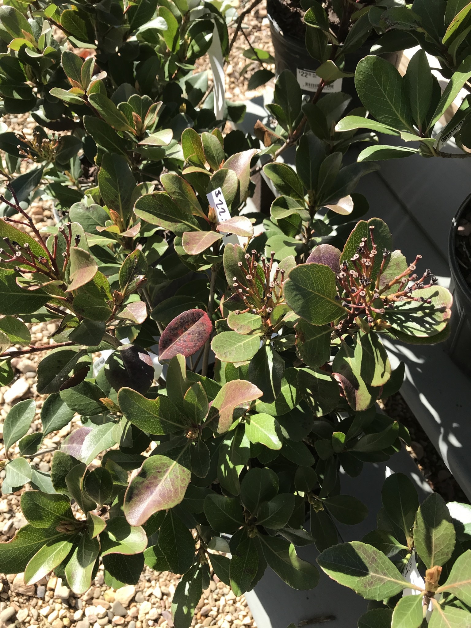 Hawthorn, Rhaphiolepis indica 'Snow White' 1G