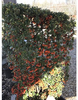 Pyracantha, Pyracantha 'Mohave' (Orange Berry) 7G