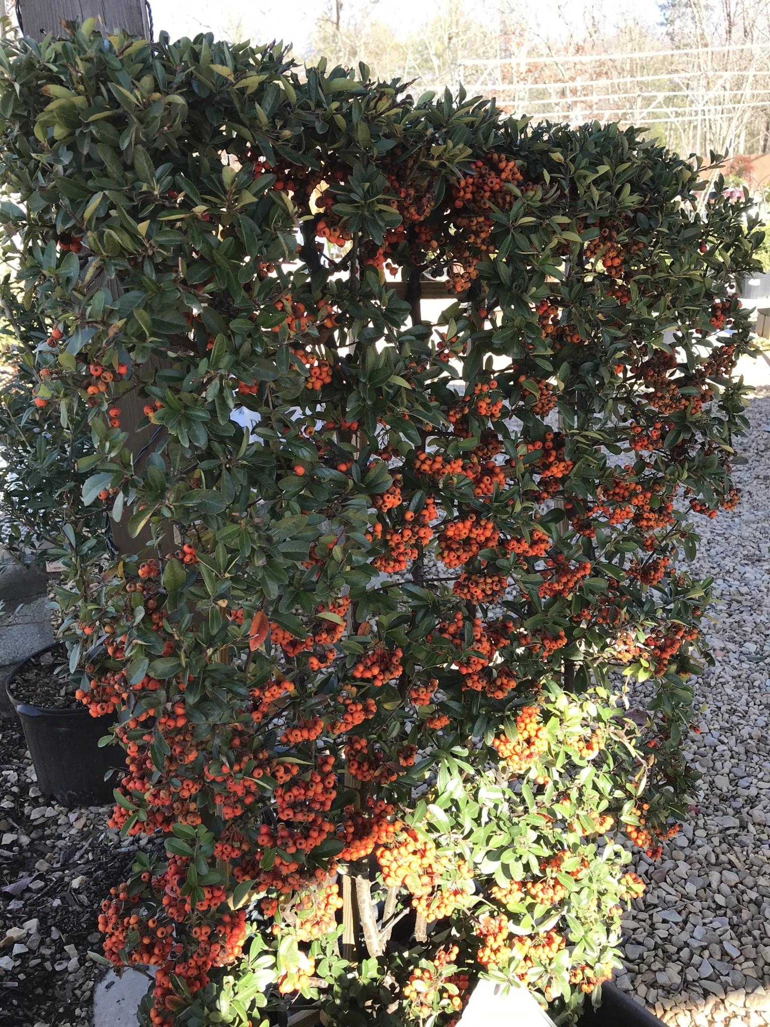Pyracantha, Pyracantha 'Mohave' (Orange Berry) 7G
