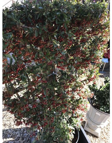 Pyracantha Victory Red 7 GAL