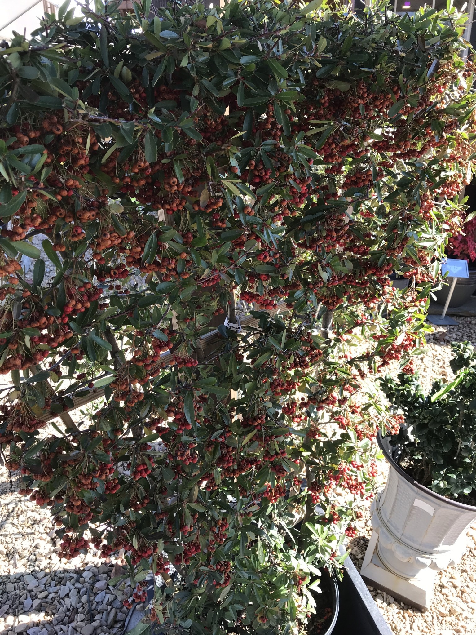 Pyracantha, Pyracantha koidzumii 'Victory' (Red Berry) 7G