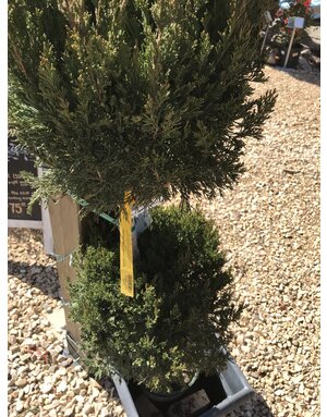 Juniper, Juniperus chinensis 'Spartan' 2 Ball Poodle (Topiary) 5G