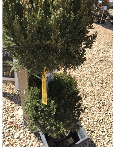 Juniper, Juniperus chinensis 'Spartan' 2 Ball Poodle (Topiary) 5G