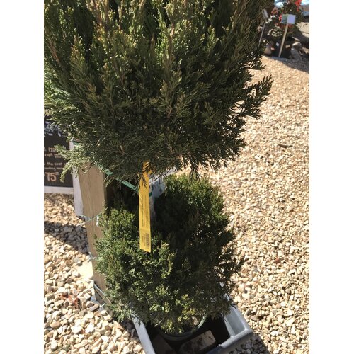 Juniper, Juniperus chinensis 'Spartan' 2 Ball Poodle (Topiary) 5G