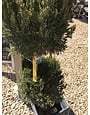 Juniper, Juniperus chinensis 'Spartan' 2 Ball Poodle (Topiary) 5G