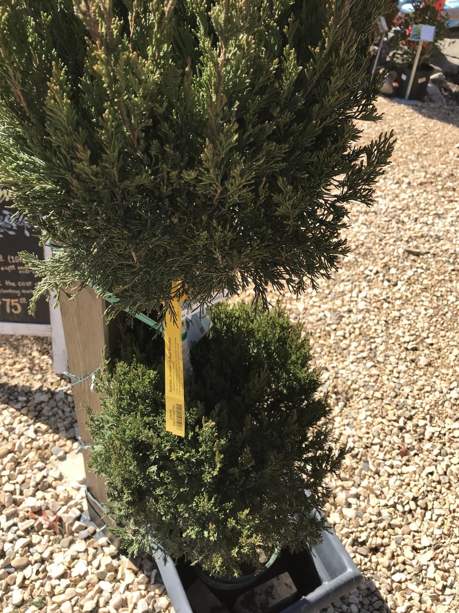 Juniper, Juniperus chinensis 'Spartan' 2 Ball Poodle (Topiary) 5G