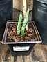 Snake Plant 5in square pot