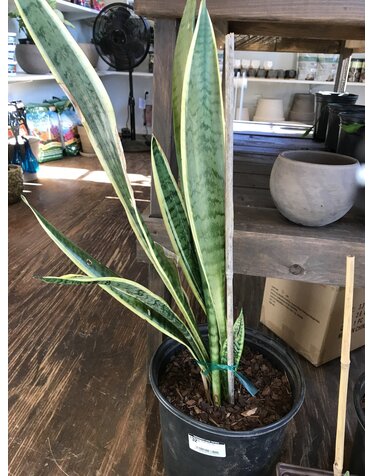 Snake Plant, Dracaena trifasciata 10"