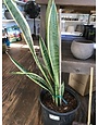 Snake Plant, Dracaena trifasciata 10"
