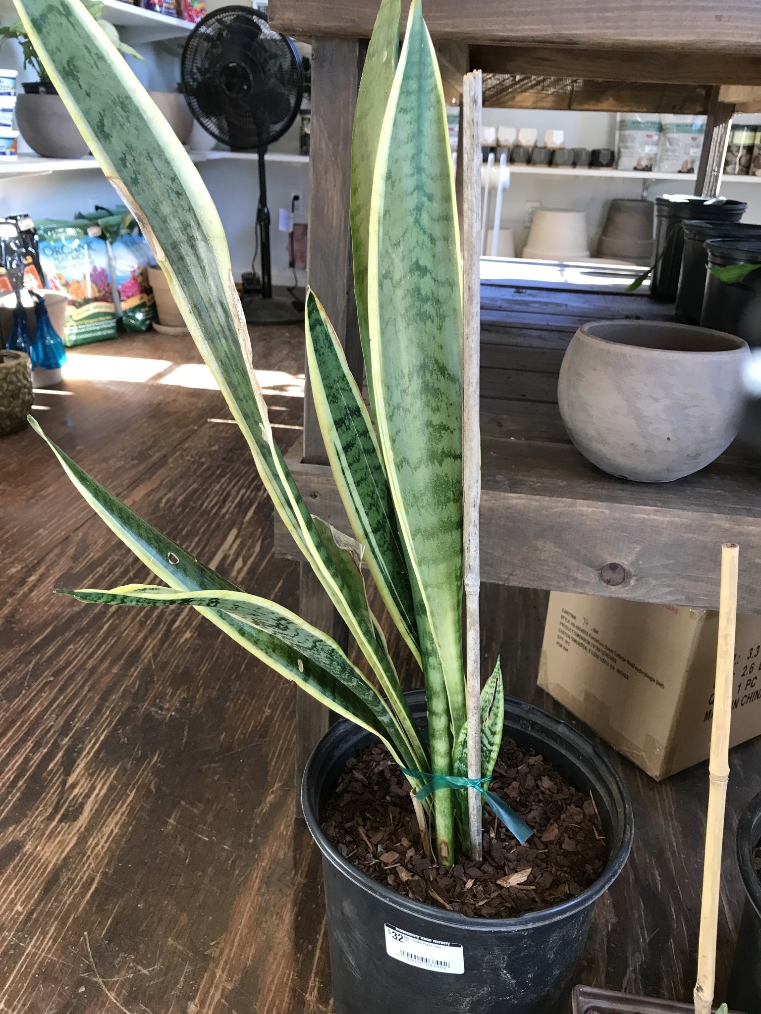 Snake Plant, Dracaena trifasciata 10"