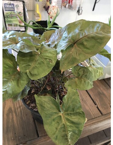 Nephthytis, Syngonium podophyllum, Assorted 8"